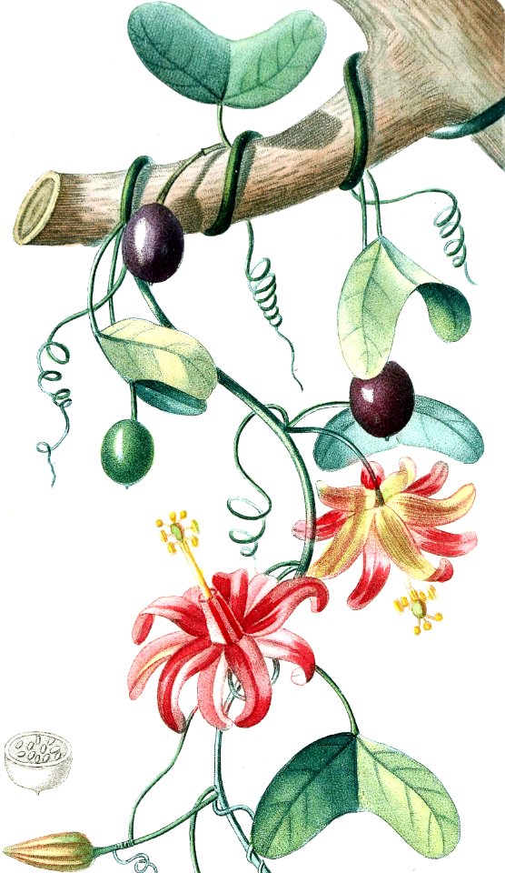 Passiflora murucuja