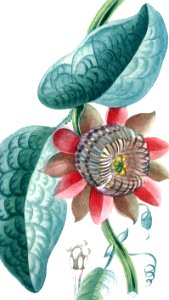 Giant Granadilla