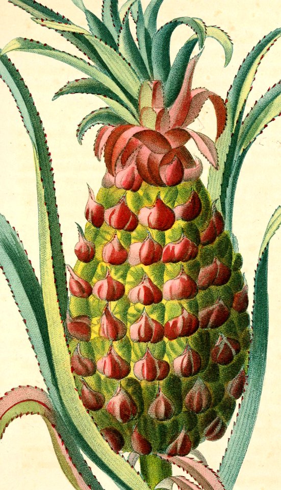 Pineapple