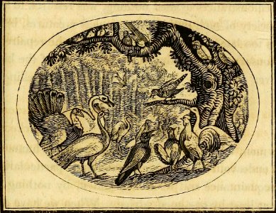 The Swallow and the Other Birds
