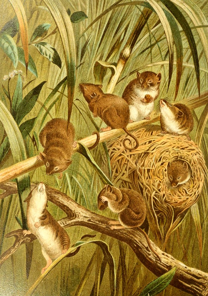 Eurasian Harvest Mice