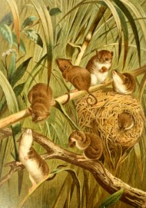 Eurasian Harvest Mice. Free illustration for personal and commercial use.