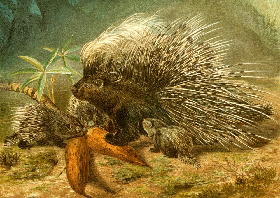 Old World Porcupine