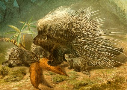 Old World Porcupine. Free illustration for personal and commercial use.