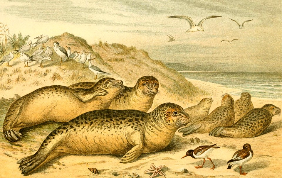 Harbor Seal