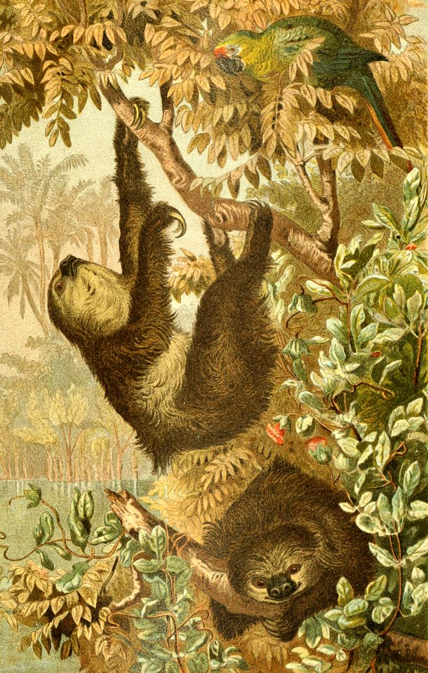 Two-Toed Sloth