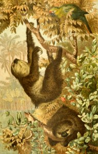 Two-Toed Sloth. Free illustration for personal and commercial use.