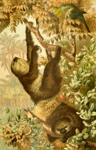 Two-Toed Sloth