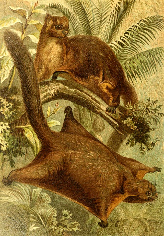 Red Giant Flying Squirrel