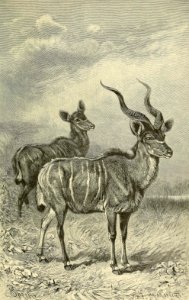 Kudu