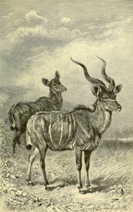 Kudu. Free illustration for personal and commercial use.