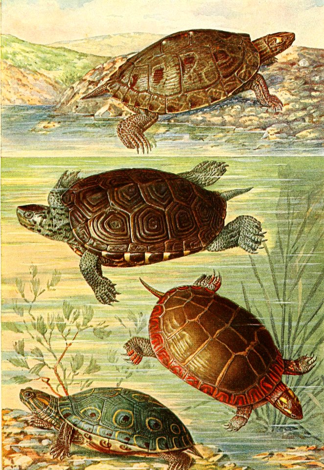 American Water Turtles