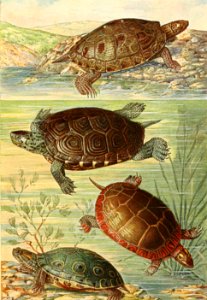 American Water Turtles. Free illustration for personal and commercial use.