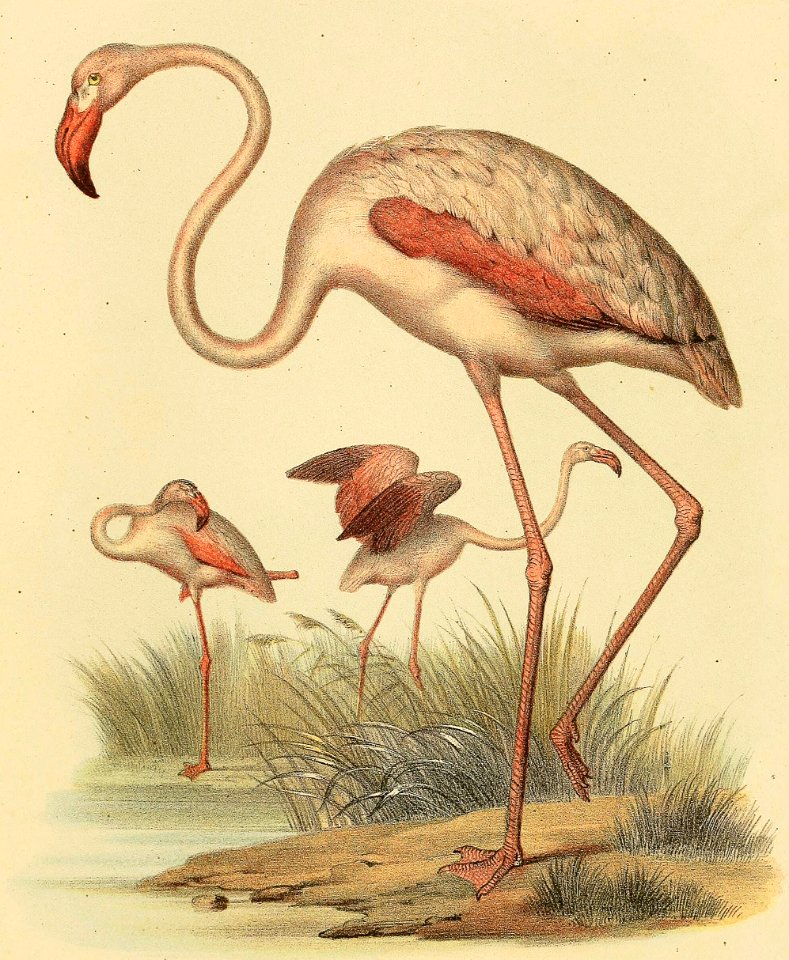 Greater Flamingo