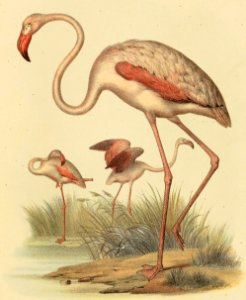 Greater Flamingo