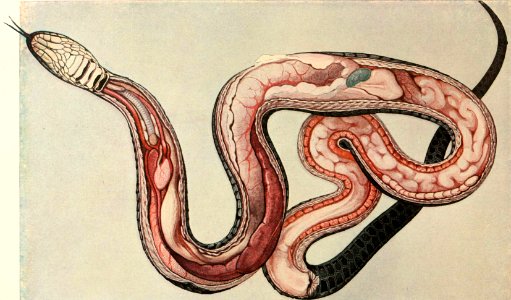 Anatomy of a Female Grass Snake