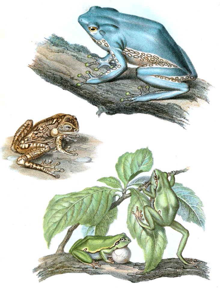 Tree Frogs