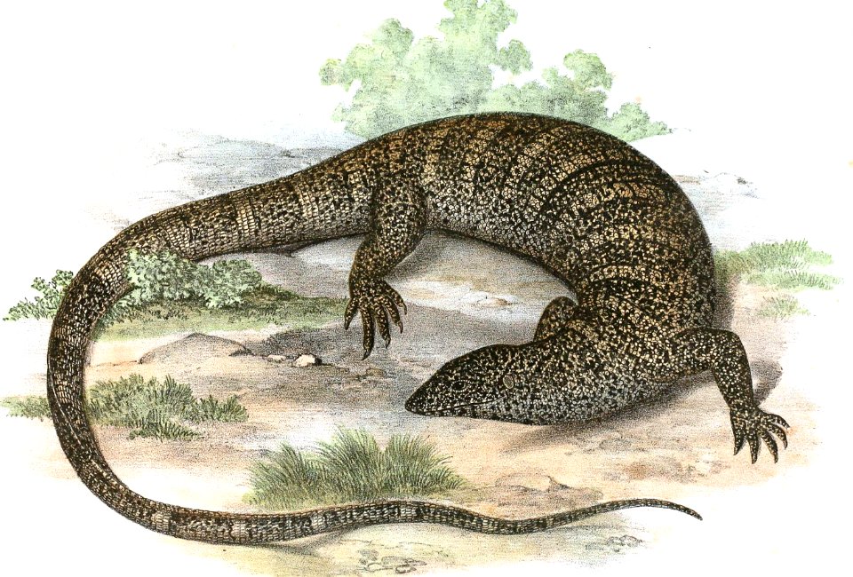 White-Throated Monitor