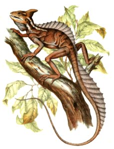 Common Basilisk