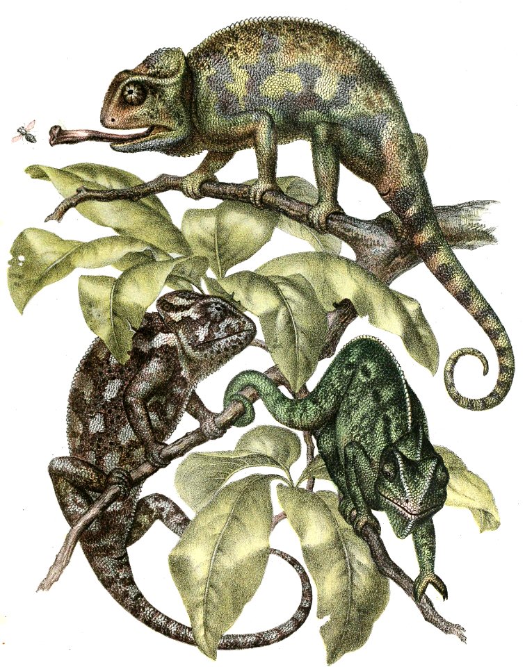 Indian Chameleon
