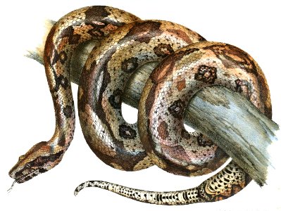 Boa Constrictor