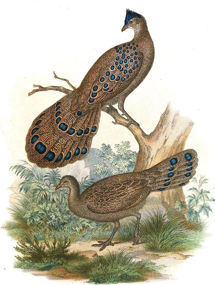 Gray Peacock-Pheasants