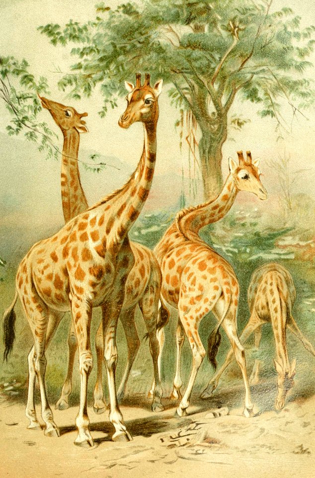 Four Giraffes