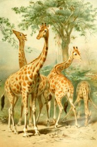 Four Giraffes. Free illustration for personal and commercial use.
