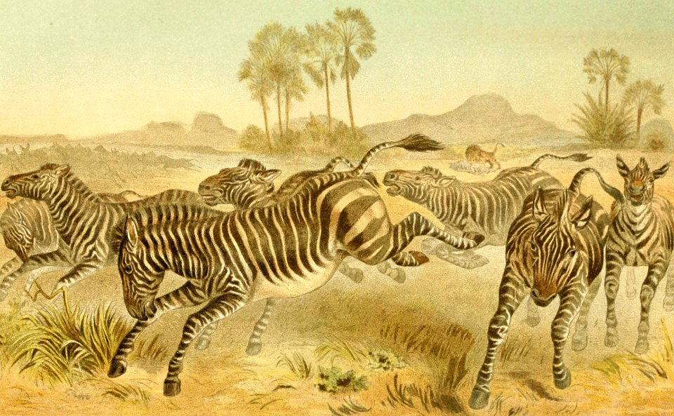 Zebras