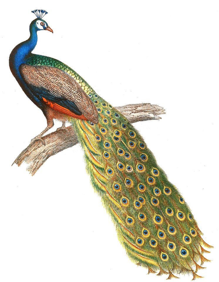 Indian Peacock
