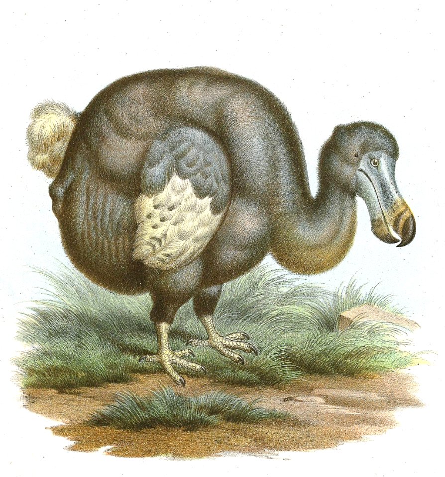 Dodo