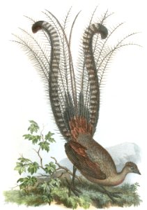 Superb Lyrebird