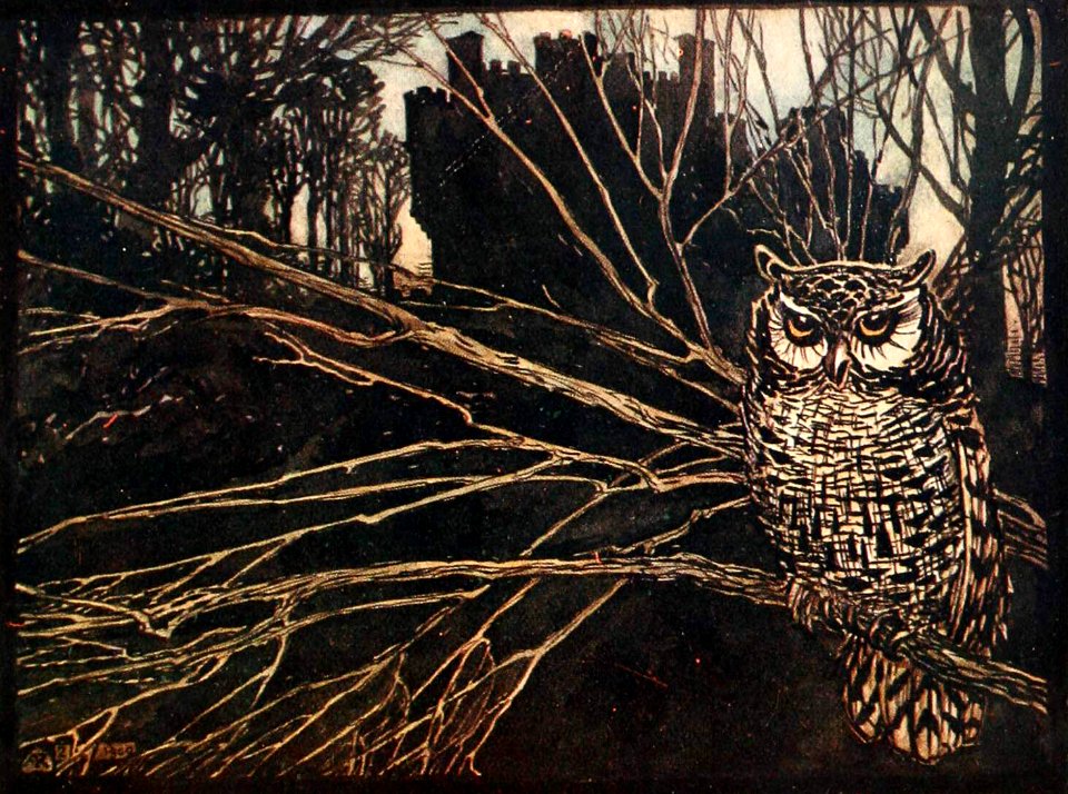 Screech Owl