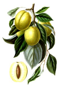 Golden Esperen Plum