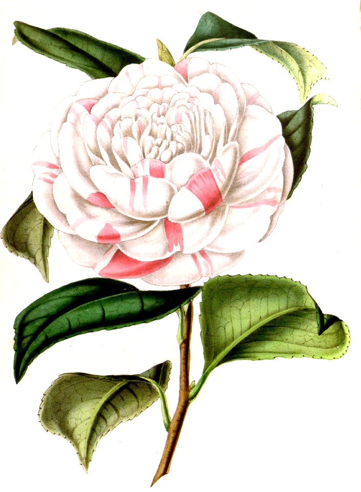 Countess of Orkney (Camellia)
