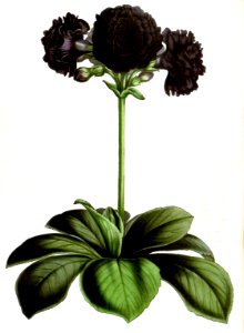 Primula auricula nigra