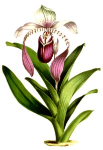 Paphiopedilum lowii
