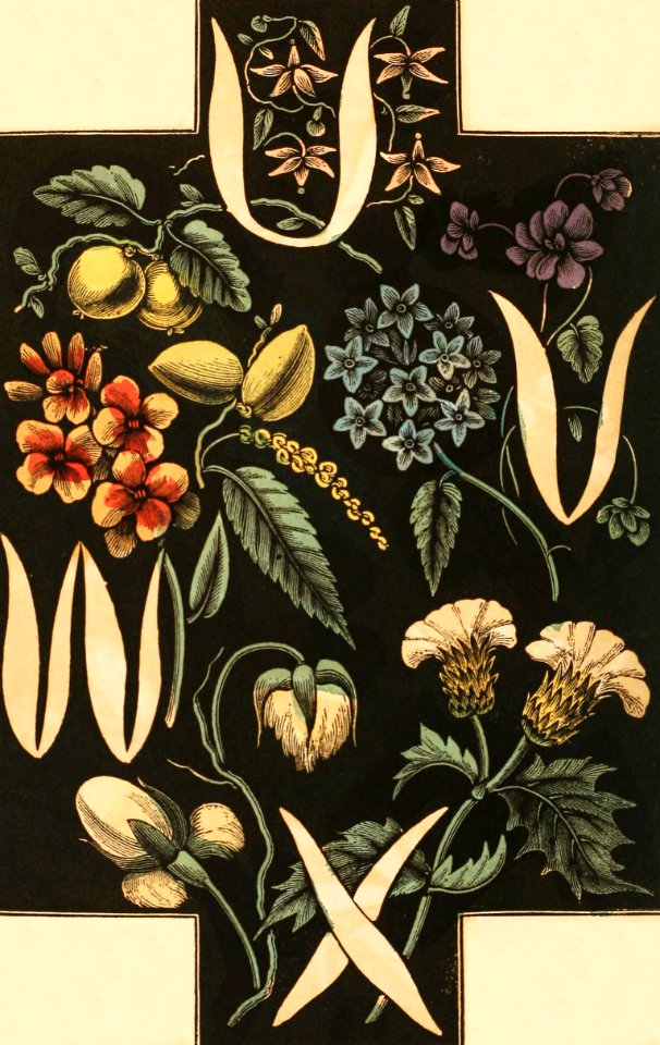 Alphabet of Flowers and Fruit—U, V, W, X