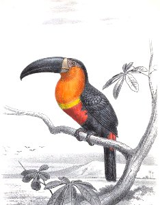 Ariel Toucan. Free illustration for personal and commercial use.