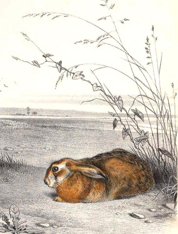 Hare