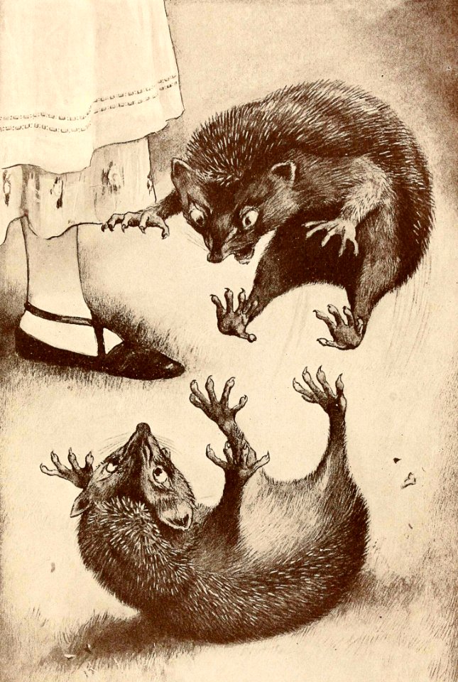 Hedgehog Fight