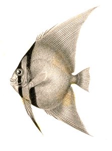 Orbicular Batfish