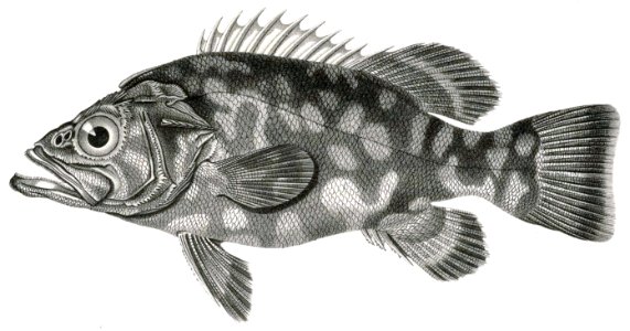 Atlantic Wreckfish