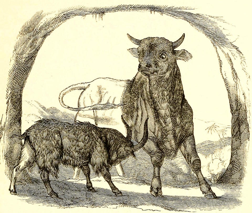 Bull and Goat