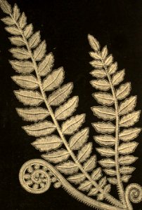 Spray of Fern. Free illustration for personal and commercial use.