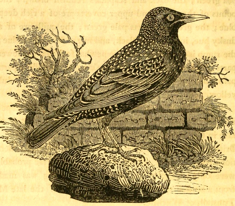 Starling