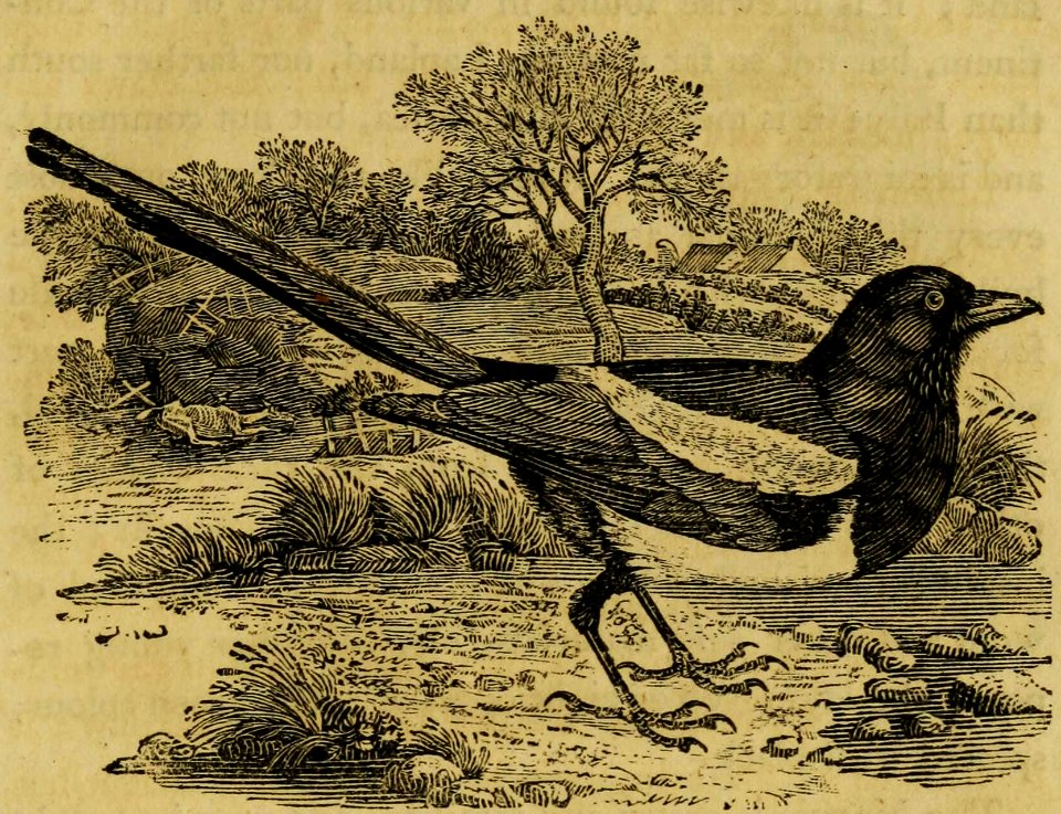 Eurasian Magpie