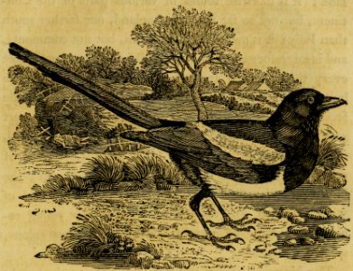 Eurasian Magpie
