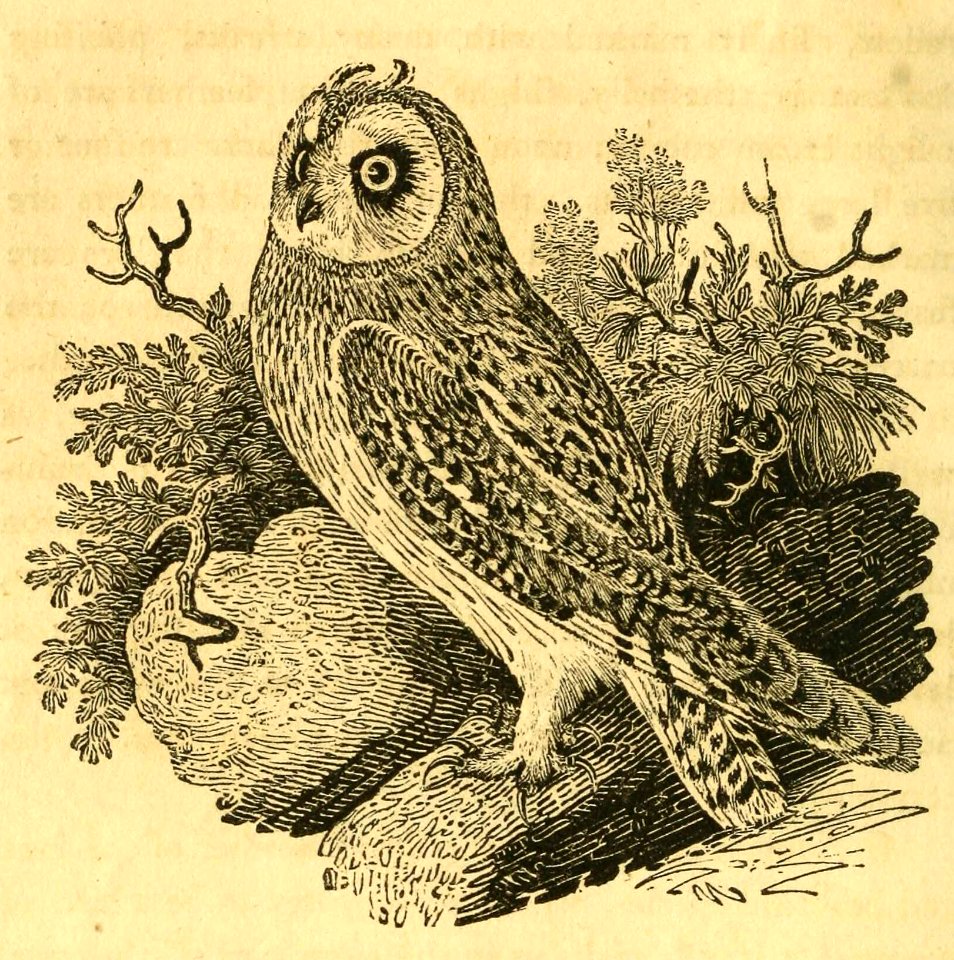 Short-Eared Owl