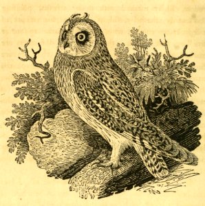 Short-Eared Owl